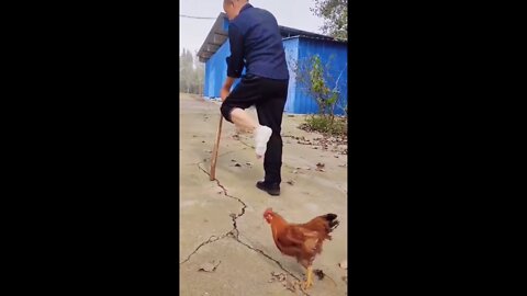 Chickens also have fun when given the opportunity