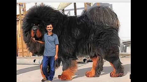 15 Most Expensive Dogs (perros) in the World