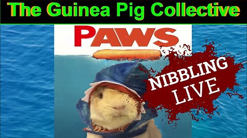 The Guinea Pig Collective Nibbling Live .. Just Hangin out