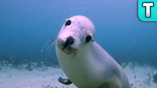 Why are they Called Sea LIONS?