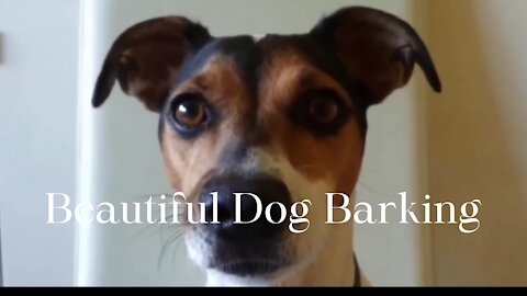 Beautiful Dog Barking