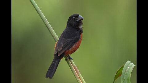 Bullfinch - adorable singing bird