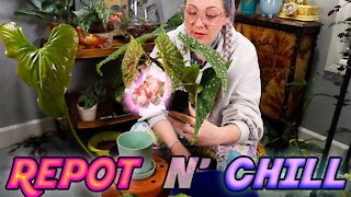 Repotting My Anthurium & Begonia Houseplants & Plant Mail Unboxing