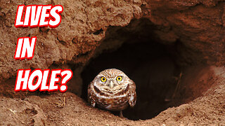 The Weird burrowing owls!