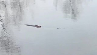 Man captures video of mystery animal in Akron turtle pond