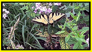 Yellow Tiger Swallowtail Butterfly