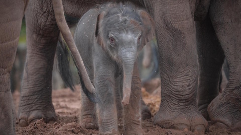 Asian Elephant Herd Welcomes Rare Newborn: ZooBorns
