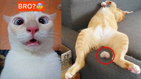 😱 It's To LAUGH When Watching This Video Of The FUNNIEST CATS On Earth 😱 - Funny Cats Life