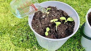 Building Budget Bucket Gardens