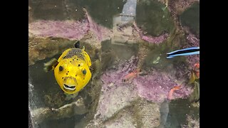 Yellow Belly Dogface Puffer