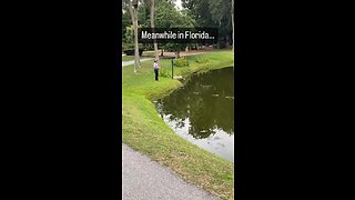 Meanwhile in Florida #Alligators