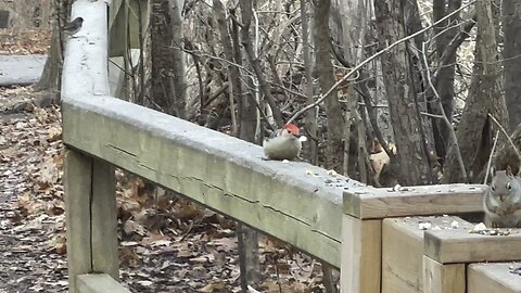 Red-bellied woodpecker always in a hurry