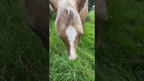 Friendly horse on walk gives me a stinky sign to move on - wait till the end #pnw #horses
