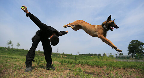 Army dog shows his loyaalty