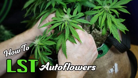 How we LST Autos (LOW STRESS TRAINING)