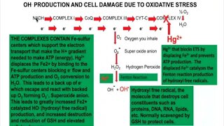 The Biochemistry of Oxidative Stress | Boyd Haley, PhD, MIAOMT