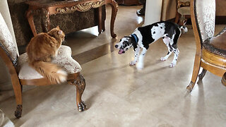 Cat Supervises As Puppy & Great Dane Help With The Christmas Decorating