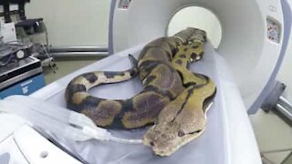 Serpente di 6 metri e 63 kg sottoposto a TAC