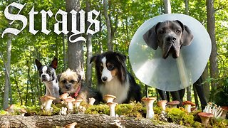 Strays | Official Trailer 2 | Reaction!