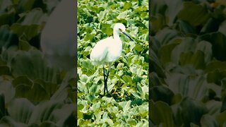 egret