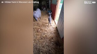 Energetic newborn donkey plays in barn