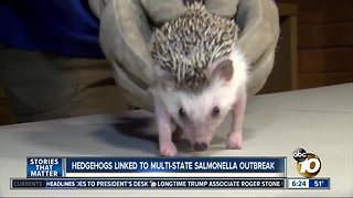 Hedgehogs linked to multi-state salmonella outbreak