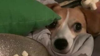 Dog stares intensely at popcorn