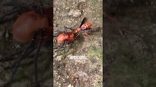 Wasp Murdering Terrifying Nightmare Spider #shorts #wtf #predator