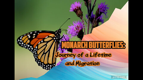Monarch Butterflies Journey of a Lifetime and Migration