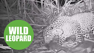 Mother leopard was reunited with her three cubs after they were found abandoned