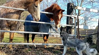 Horses share incredible friendship with Siberian Husky