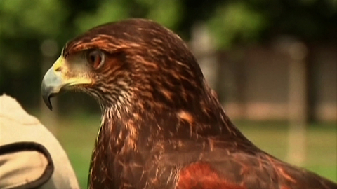 Falcons On Patrol At Airport