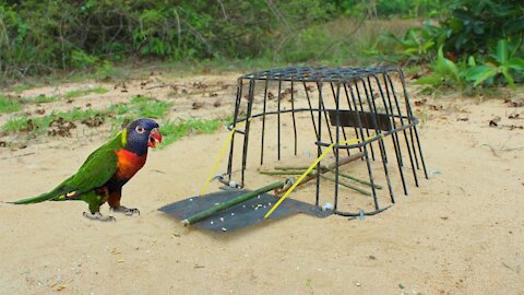 Technique Install Parrot Bird Trap Using Bicycle Baskets Amazing Parrot Trap