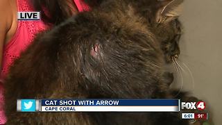 Cat recovering after being struck with arrow