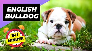 English Bulldog - In 1 Minute! 🐶 One Of The Laziest Dog Breeds In The World | 1 Minute Animals