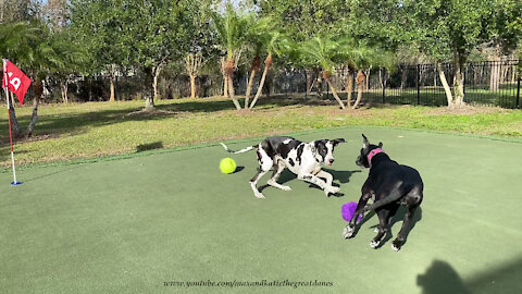 Play by Play Of Playful Great Danes' Fancy Footwork Moves