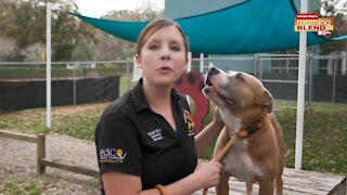 Pet Patrol | Morning Blend