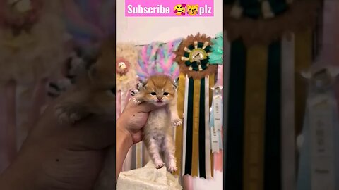 So Cute Cat || new Bron ||😽🥰 p- 55 | #shortsfeed #cat #youtubepets #catvideos