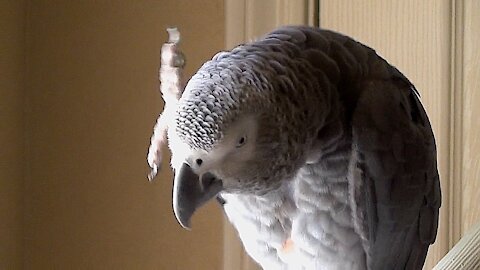 Parrot knows the difference between a wave and a shake