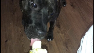 Pitbull Terrier’s first time eating banana..