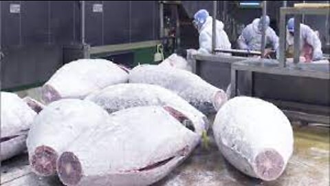 Japanese Bluefin Tuna Aquaculture - Tuna Farming and Harvesting - Tuna Processing Factory