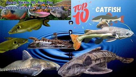 Aquatic Wetline W/ Aqua Alex: Top 10 Catfish