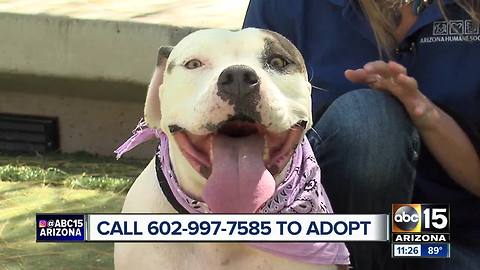 Injured dog with burnt paws looking for forever home at Arizona Humane Society