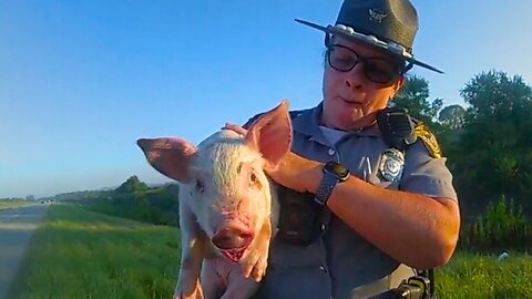 Police rescue piglet on side of highway