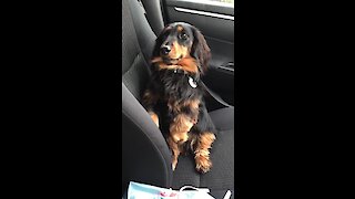Dachshund begs for treats is cutest possible way