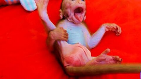 OMG!! Baby Monkey Chaly Extremely Cry.Angry Sister Request Milk Hurry.Up - Monkey Animals 071