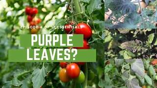 Purple Leaves? Why Your Plant Is Phosphorus Deficient. Episode 5 Of The 17 Essential Nutrients.