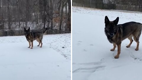 German Shepherd's first ever taste of snow (literally)