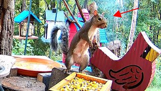 ⚠️Mother Squirrel's Caution: Survival Tactics! 🐿️