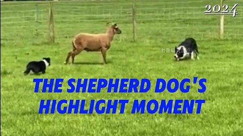 The Shepherd Dog's Highlight Moment